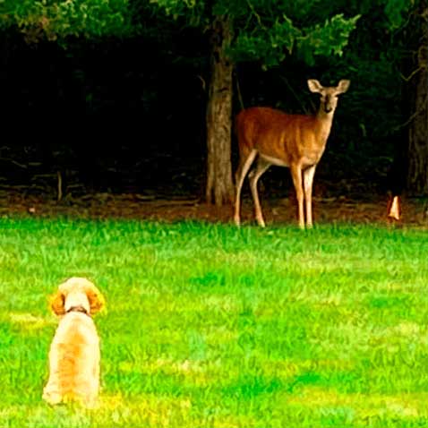 K9 Fence Training